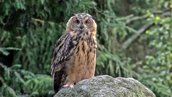 Канюк и Сова