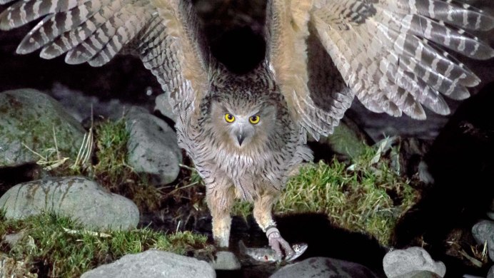 Полярная ушастая Сова