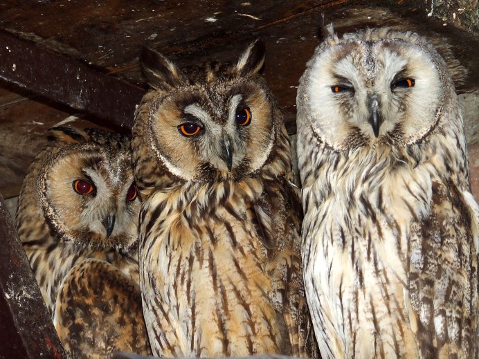 Коромандельский Филин