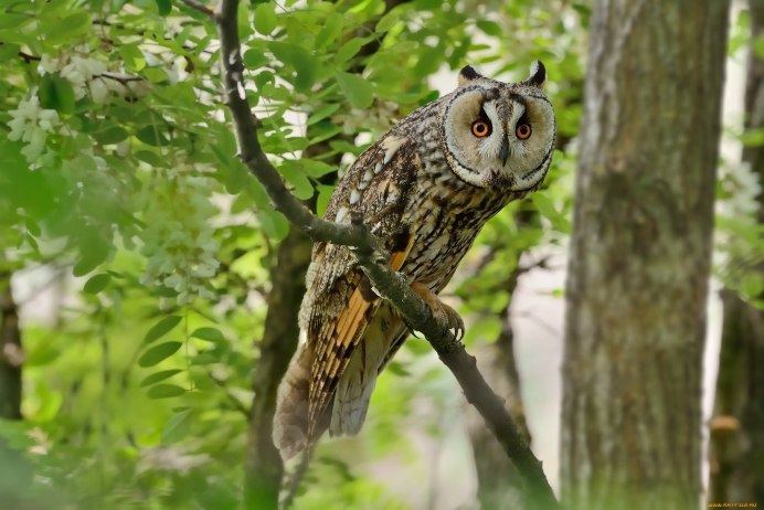 Африканская ушастая Сова