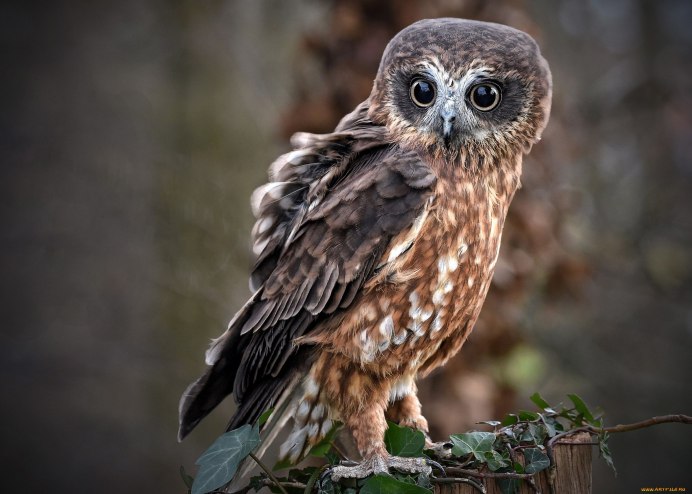 Сова на рабочий стол