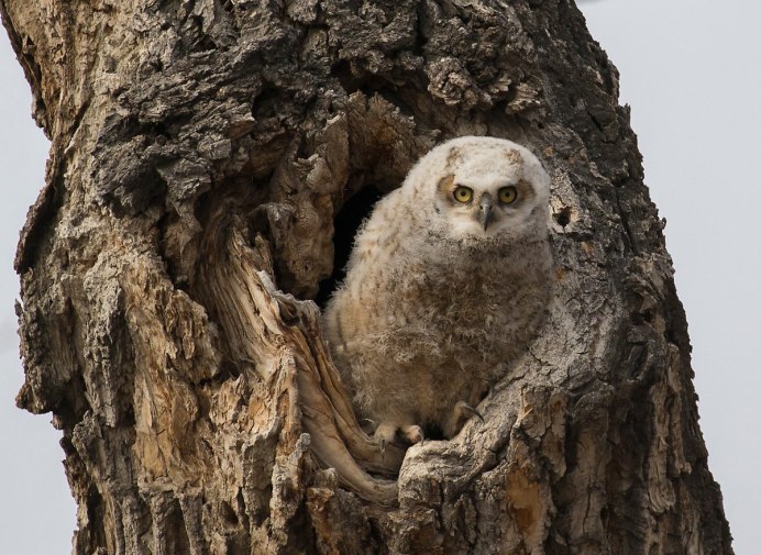 Виргинский Филин лапы