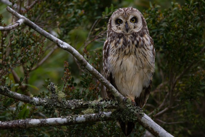 Совы Армении