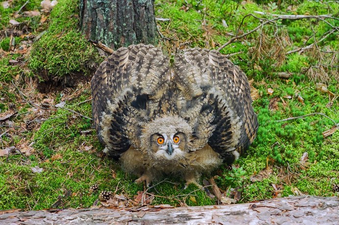 Полярная Сова птенцы