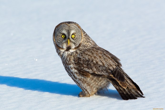 Пучеглазая Сова