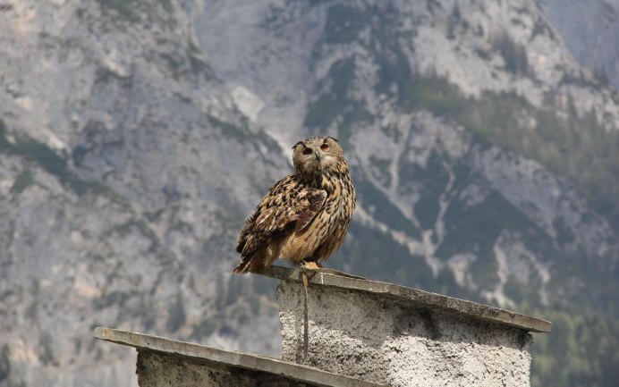 Филин Сыч сипуха