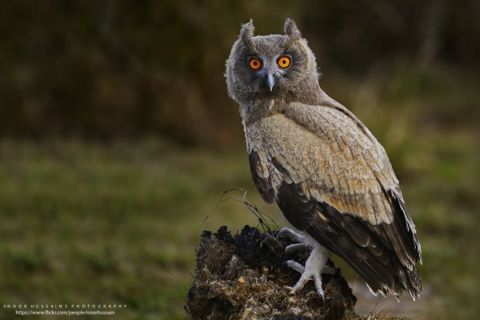 Некогда объяснять бери сов