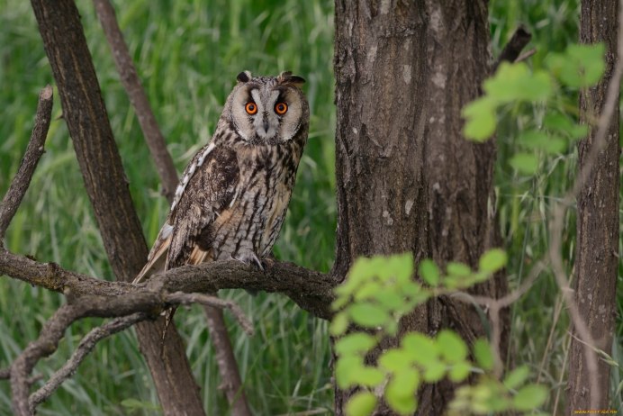 Абиссинская ушастая Сова