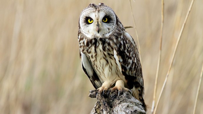 Серая неясыть