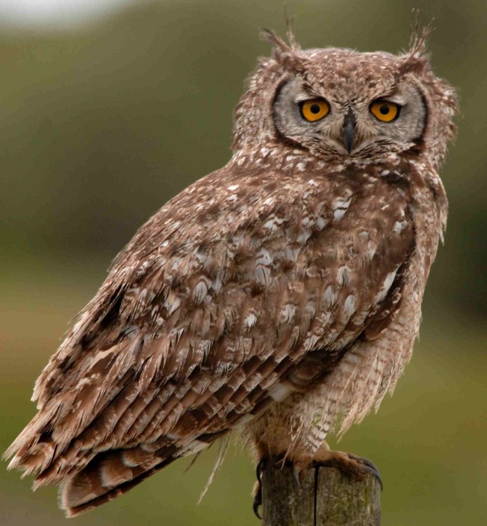 Сова в лесу