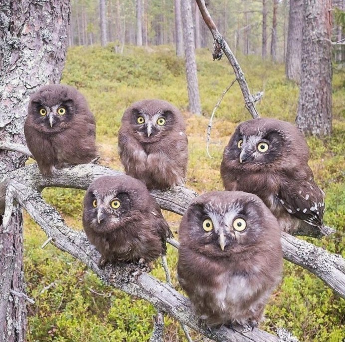 Домовый Сыч