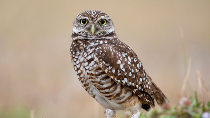 Ушастая Сова