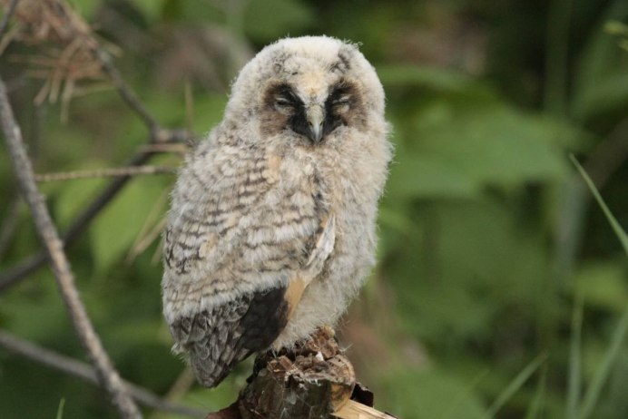 Сова с расправленными крыльями