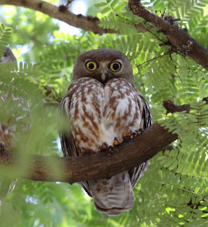 Ушастая Сова птенец