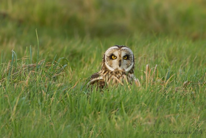 Дальневосточный Филин