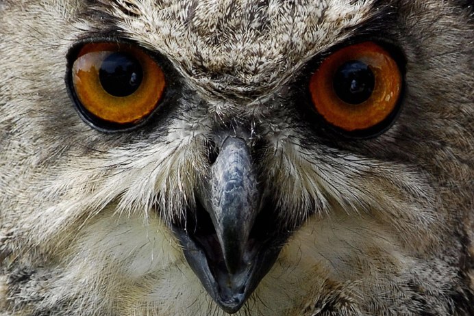 Горная Сова