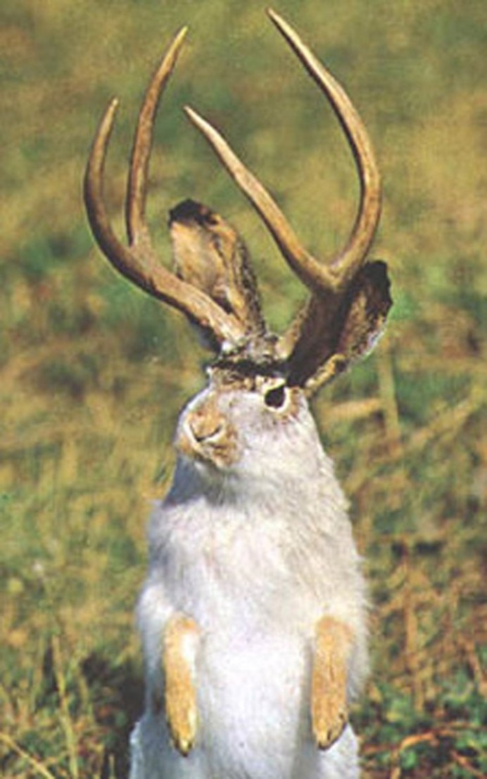 Кролик с рогами