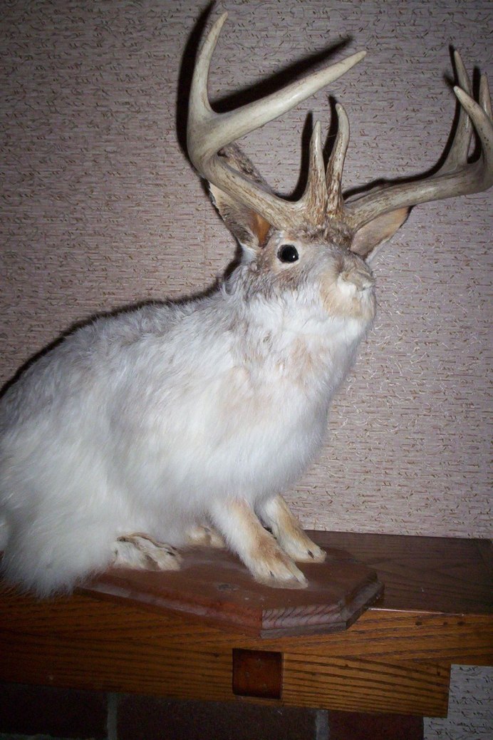 Кролик с рогами