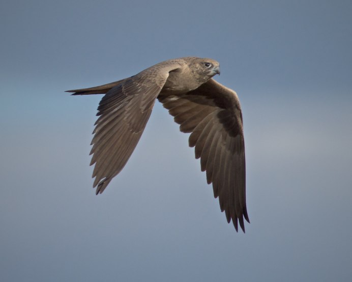 Falco subniger — чёрный Сокол