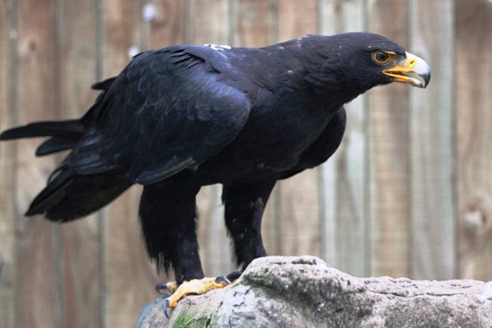 Aquila verreauxii Eagle