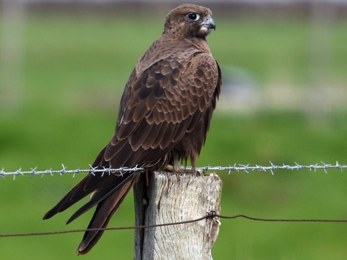 Falco subniger — чёрный Сокол