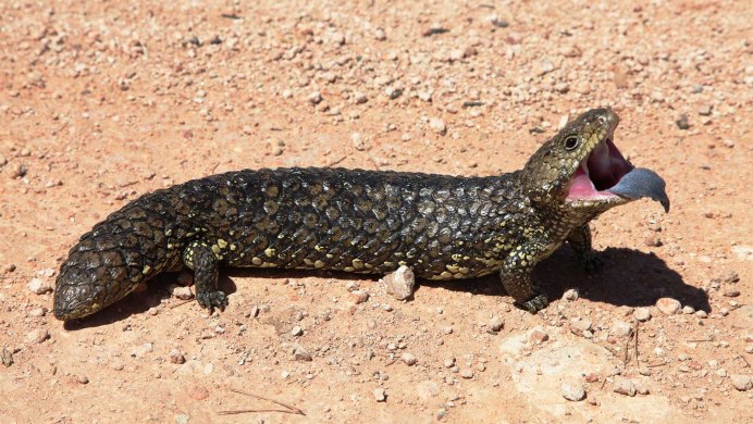 Furcifer oustaleti