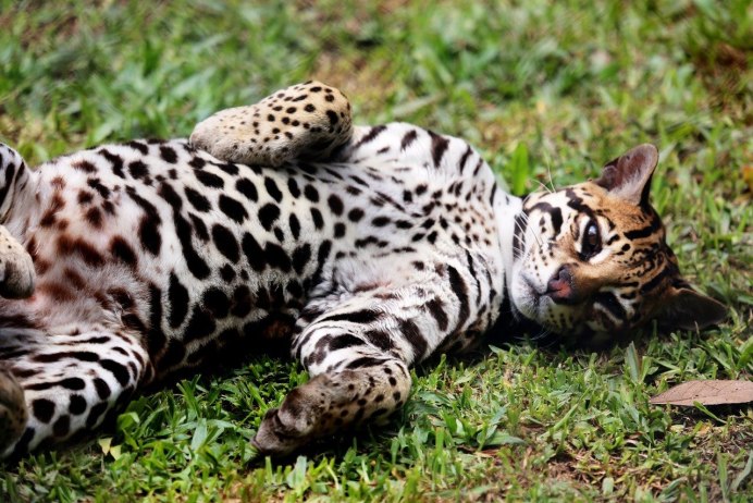 Ягуар дикий (Jaguar Wild)
