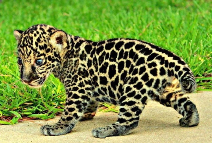 Panthera onca onca амазонский Ягуар