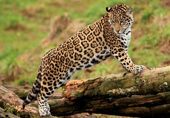 Panthera onca onca амазонский Ягуар