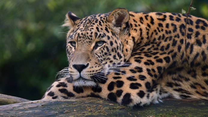 Оцелот (leopardus pardalis)