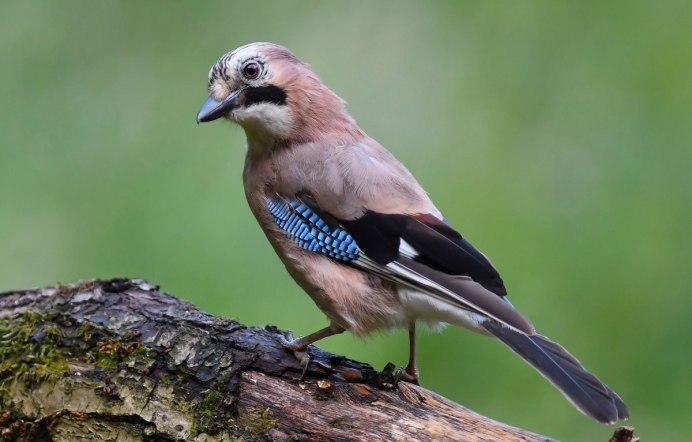 Птица Stellers Jay