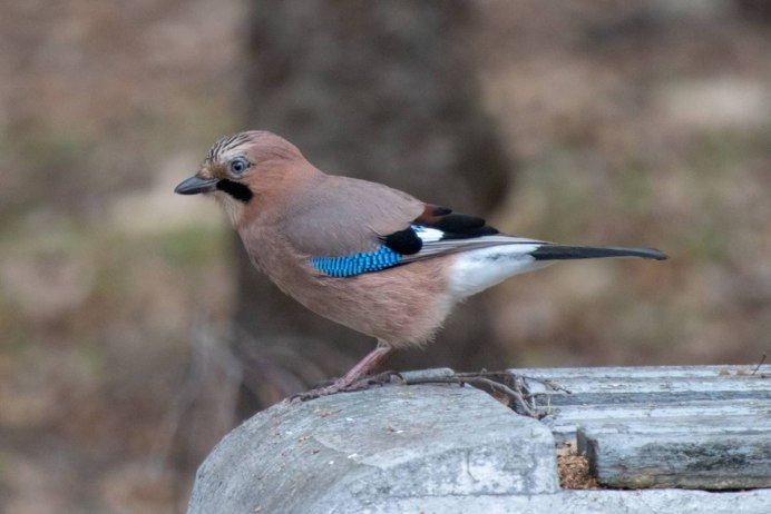 Сойка garrulus glandarius