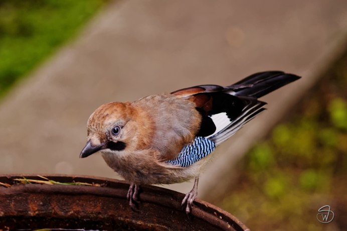 Сойка обыкновенная garrulus glandarius