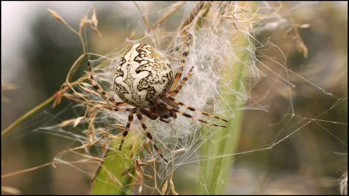 Araneus diadematus - крестовик