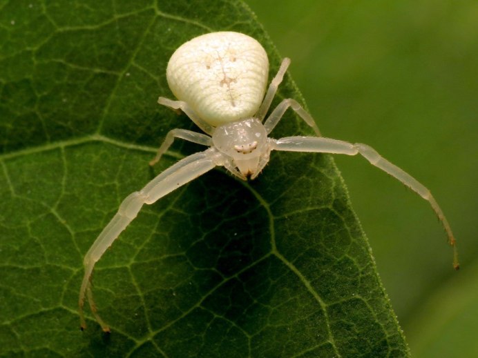 Паук линифид
