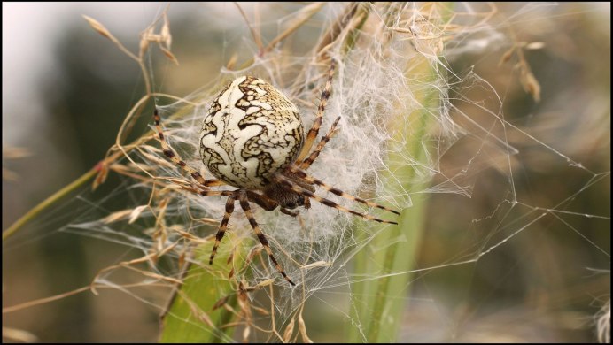 Loxosceles reclusa – паук отшельник