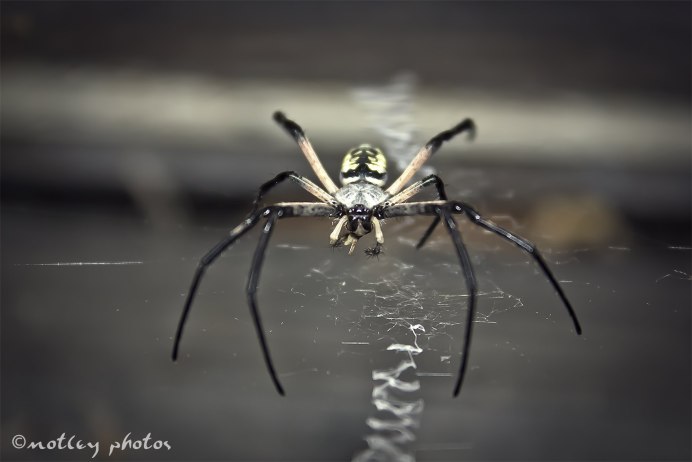 Leucorchestris arenicola