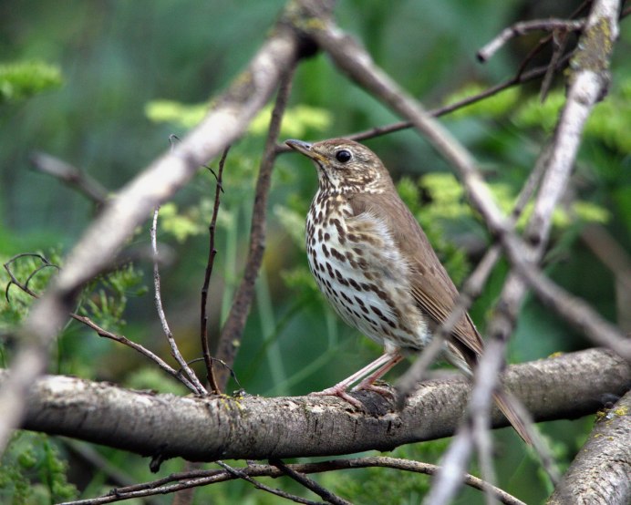 Дрозд-белобровик turdus iliacus