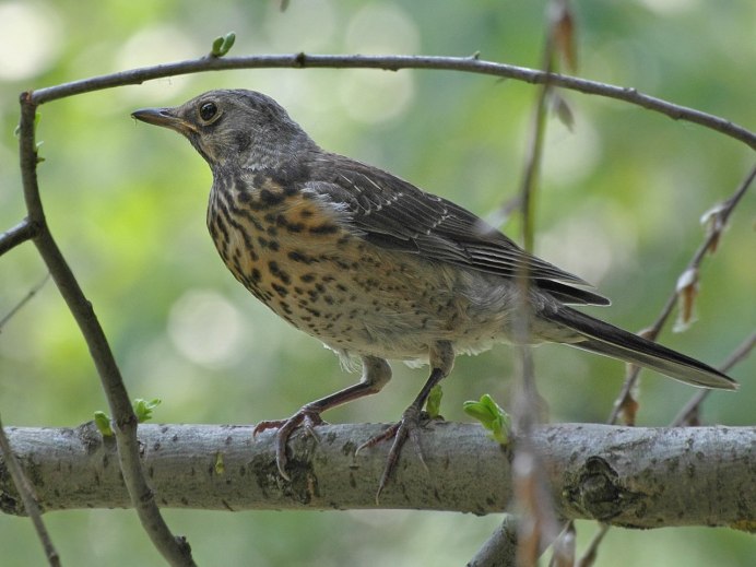 Сибирский Земляной Дрозд (Geokichla sibirica
