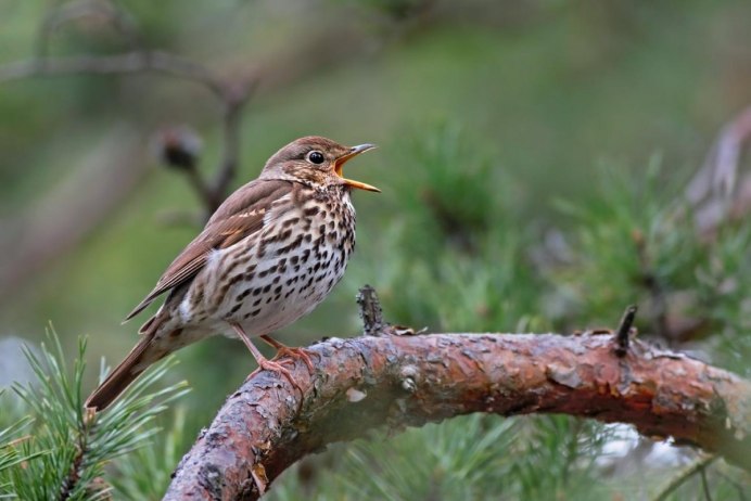 Turdus Merula самка