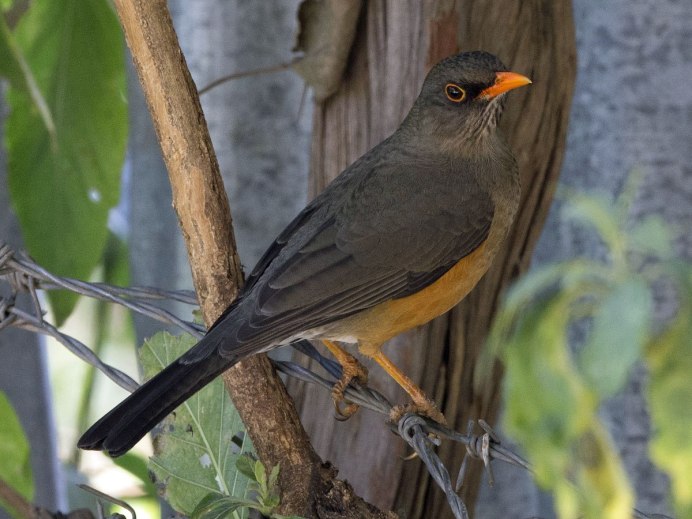 Дрозд-деряба (turdus viscivorus)