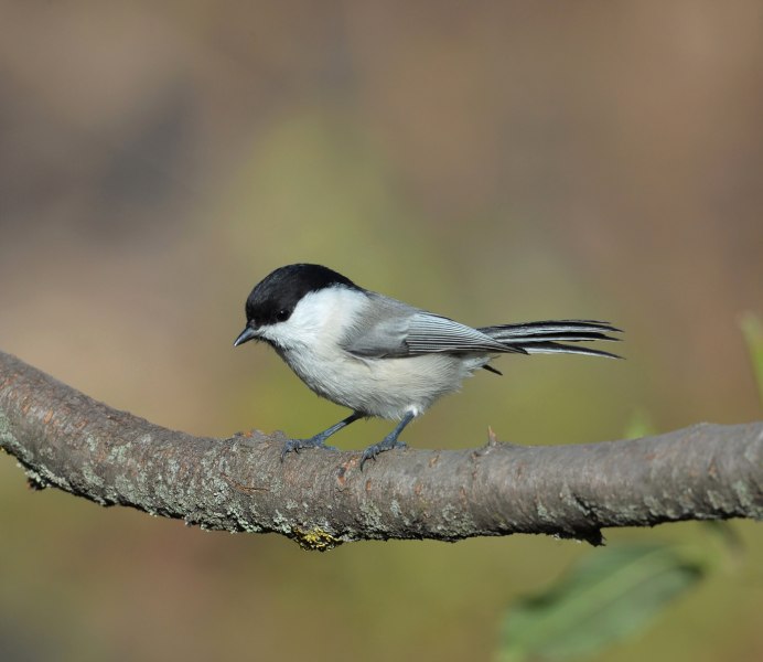 Синица серая (Parus cinereus)