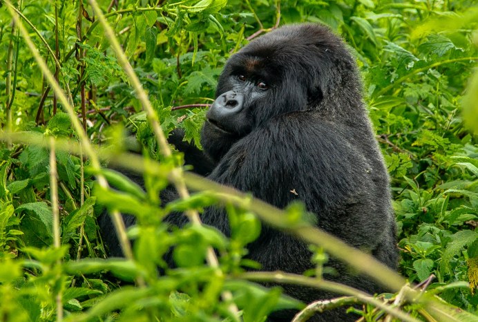Gorilla facts