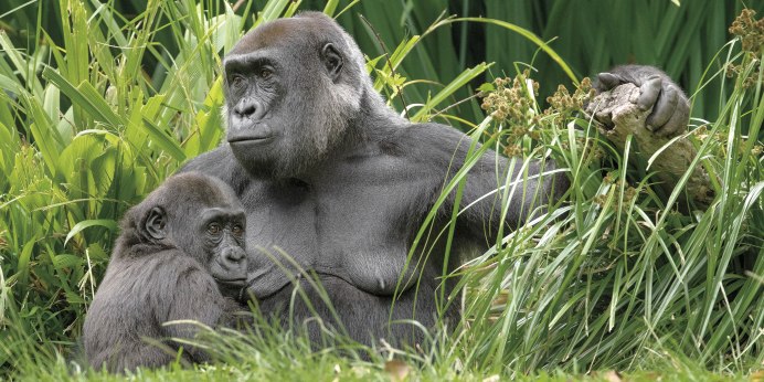 Gorilla Ice Энергетик