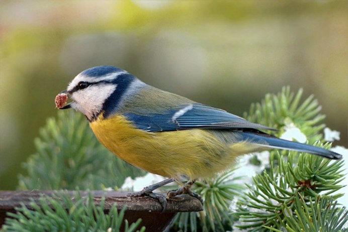 Обыкновенная лазоревка (cyanistes caeruleus)