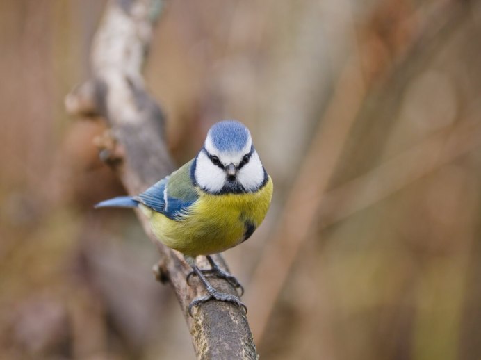 Tomtit Titmouse