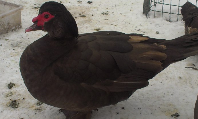 Утки мускусные красный.бык