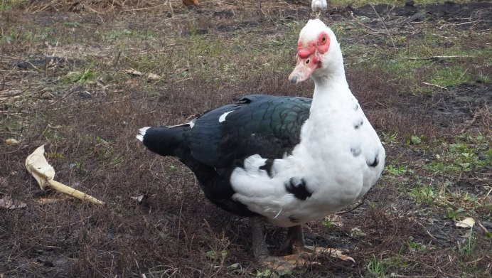 Канадская мускусная утка