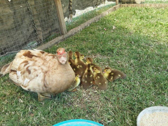 Утки мускусные красный.бык