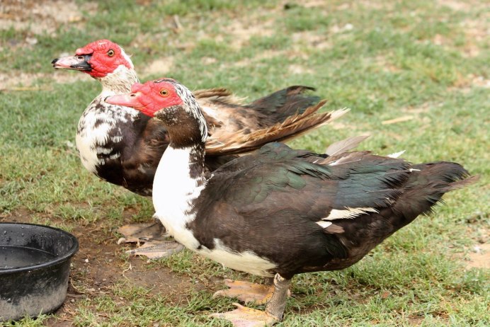 Cairina moschata